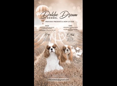 1 kavilijer spanijel v0226.jpg